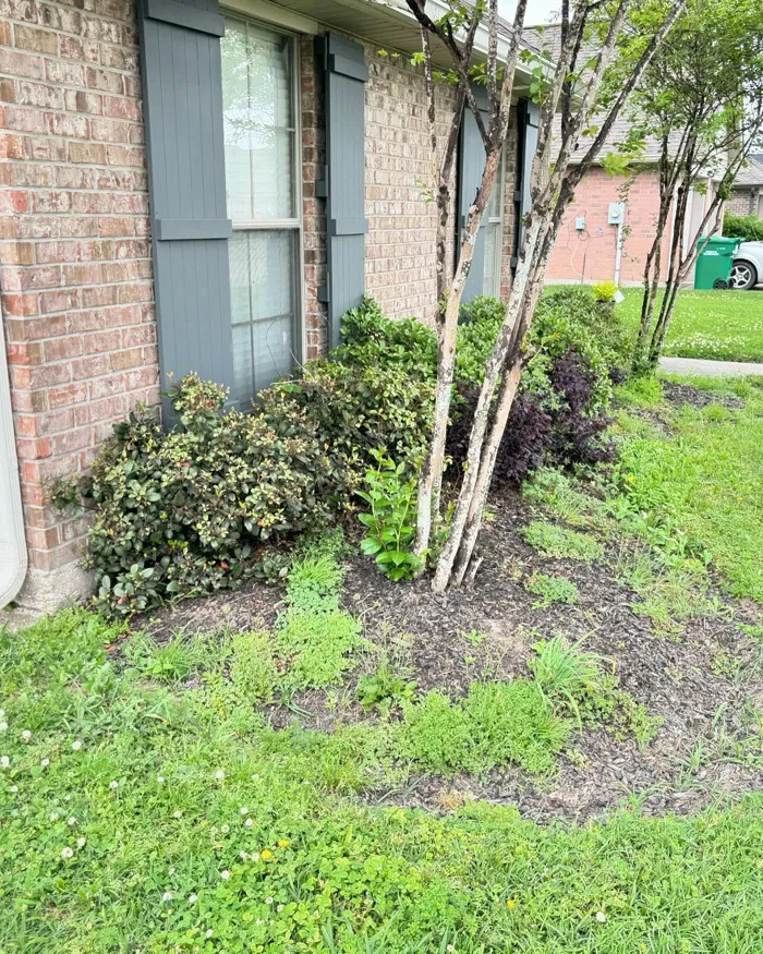 Flower bed before service — weeds encroaching into mulch, undefined edge
